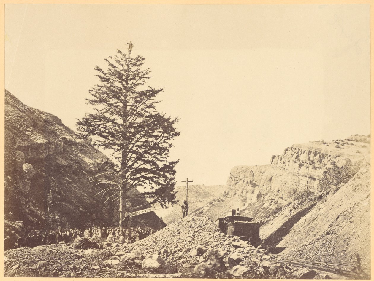 Thousand Mile Tree, Wilhemina