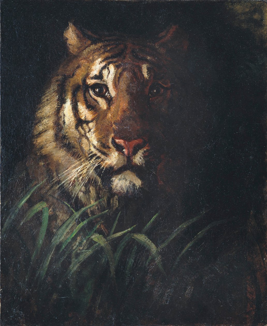 Tijgerkop door Abbott Handerson Thayer
