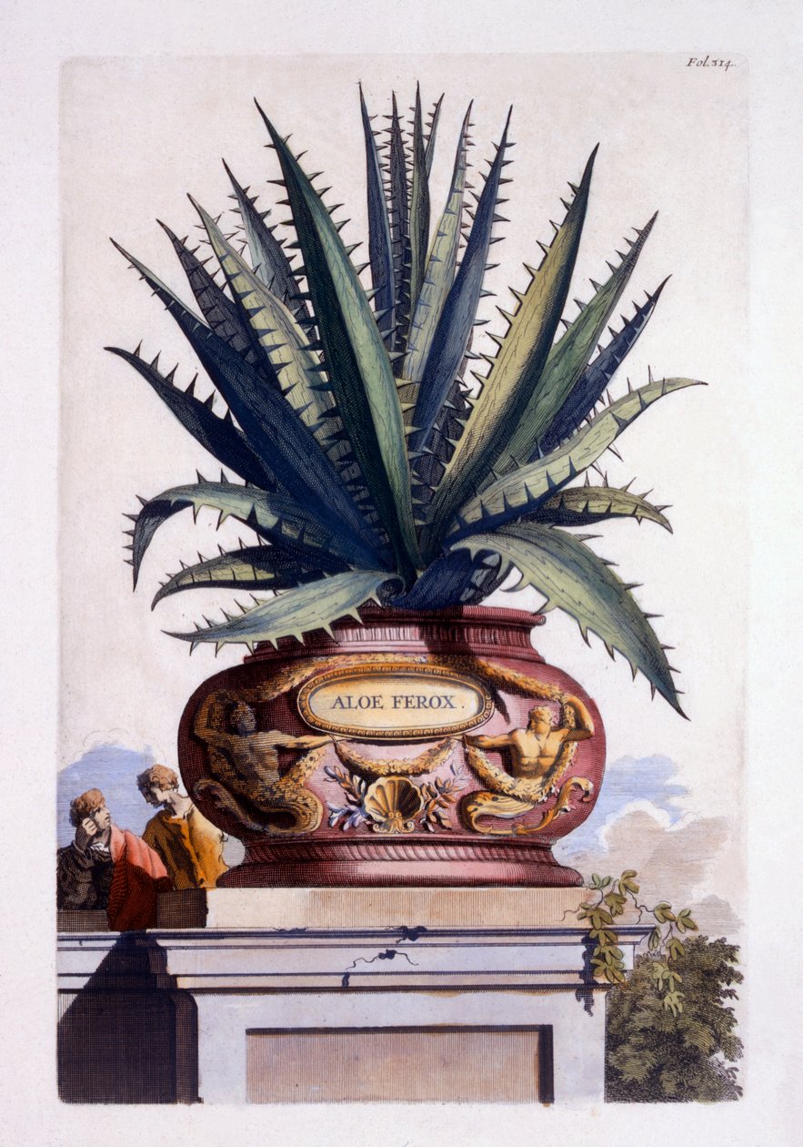 Aloe Ferox, uit 