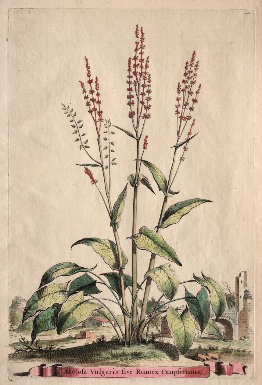 Phytographia Curiosa: Acetosa Vulgaris sive Rumex Canpferinus door Abraham Munting