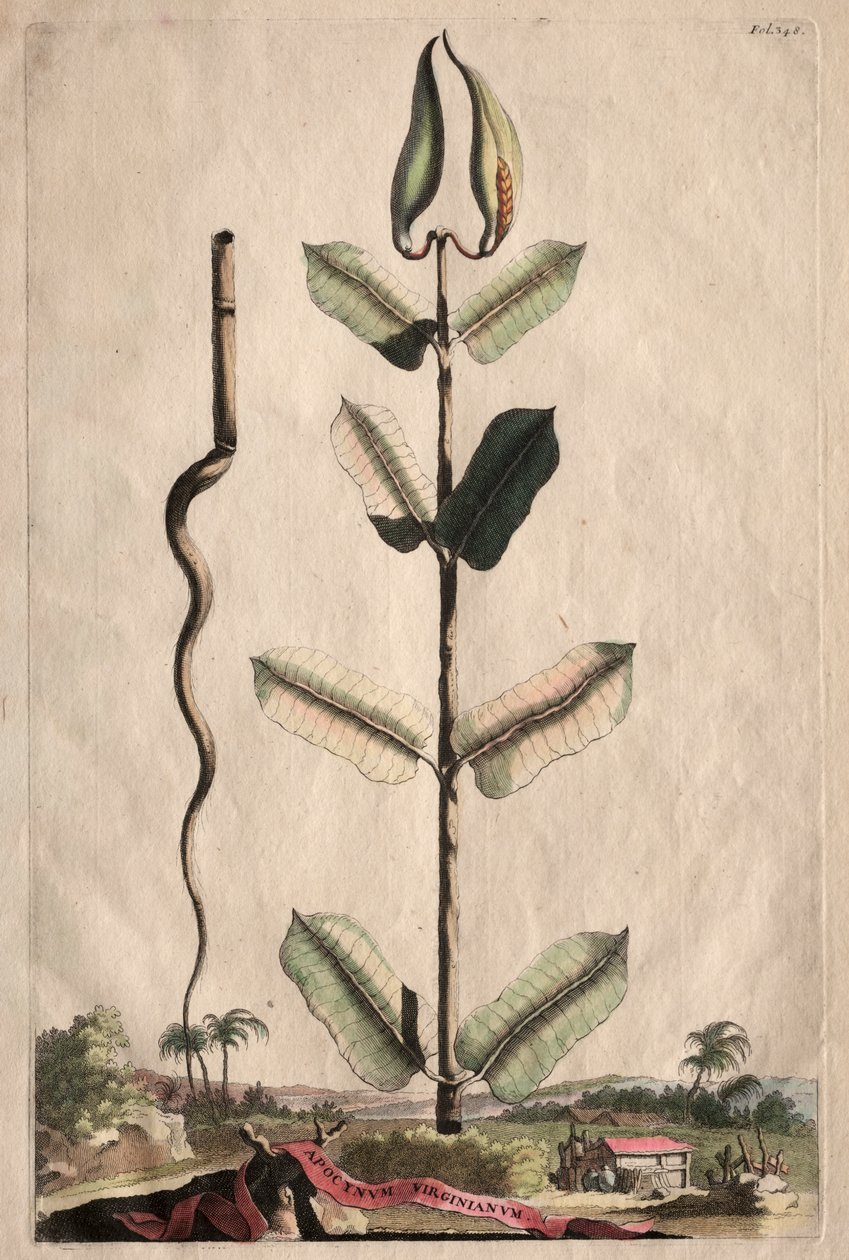Phytographia Curiosa: Apocynum Virginianum door Abraham Munting