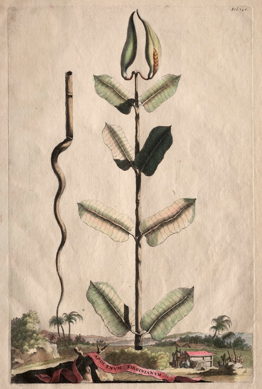 Phytographia Curiosa: Apocynum Virginianum door Abraham Munting