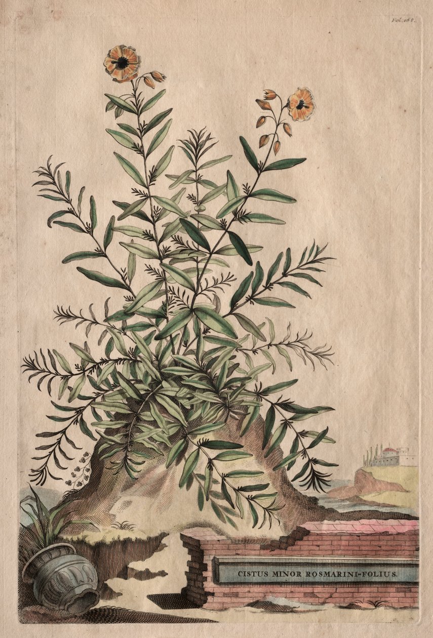 Phytographia Curiosa: Cistus Minor Rosmarini-Folius door Abraham Munting