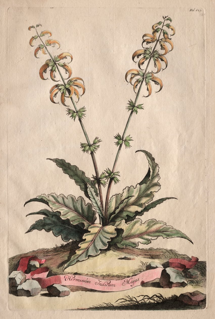 Phytographia Curiosa: Horminum Indicum Majus door Abraham Munting