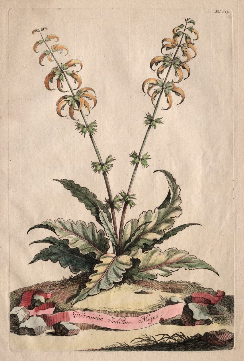 Phytographia Curiosa: Horminum Indicum Majus door Abraham Munting