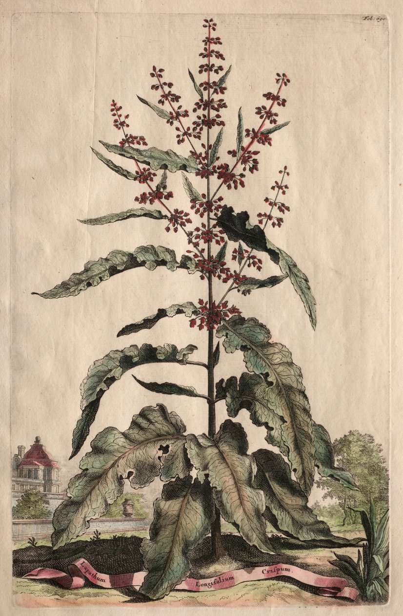 Phytographia Curiosa: Lapathum Longifolium Crispum door Abraham Munting