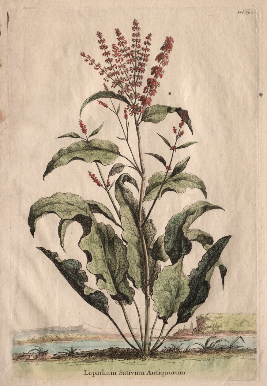 Phytographia Curiosa: Lapathum Sativum Antiquorum door Abraham Munting