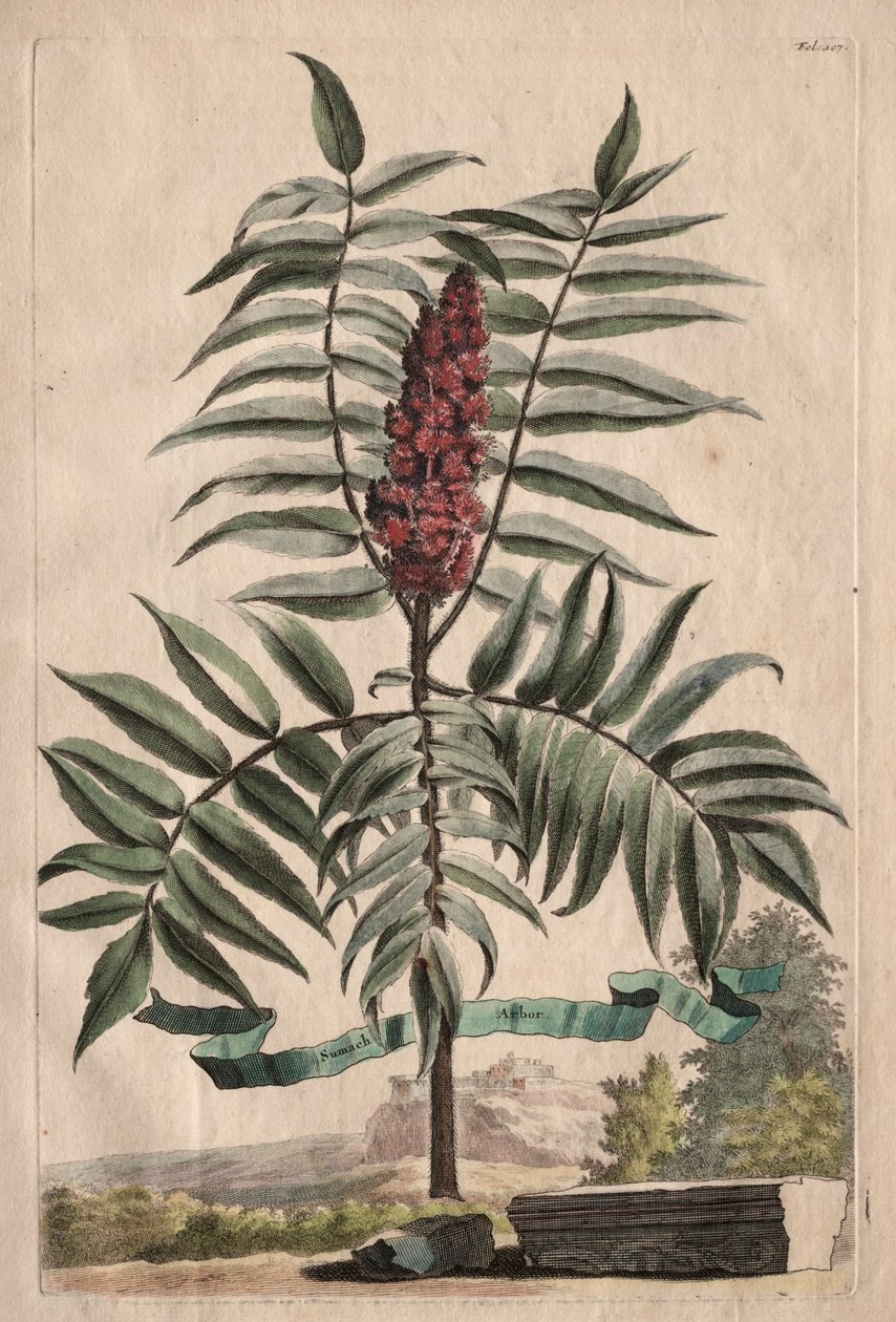 Phytographia Curiosa: Snoekkruid door Abraham Munting
