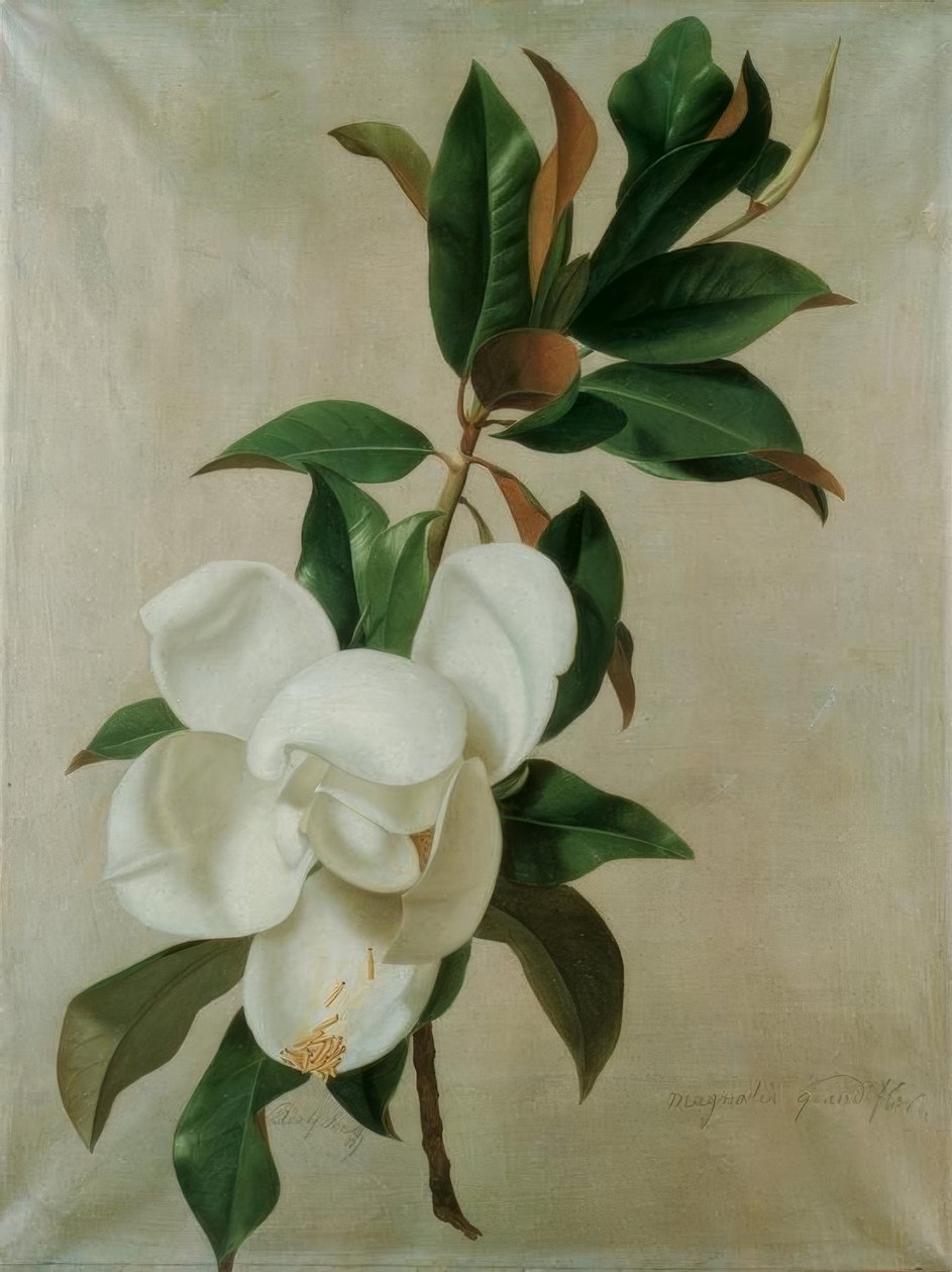 Magnolia door Adolf Senff