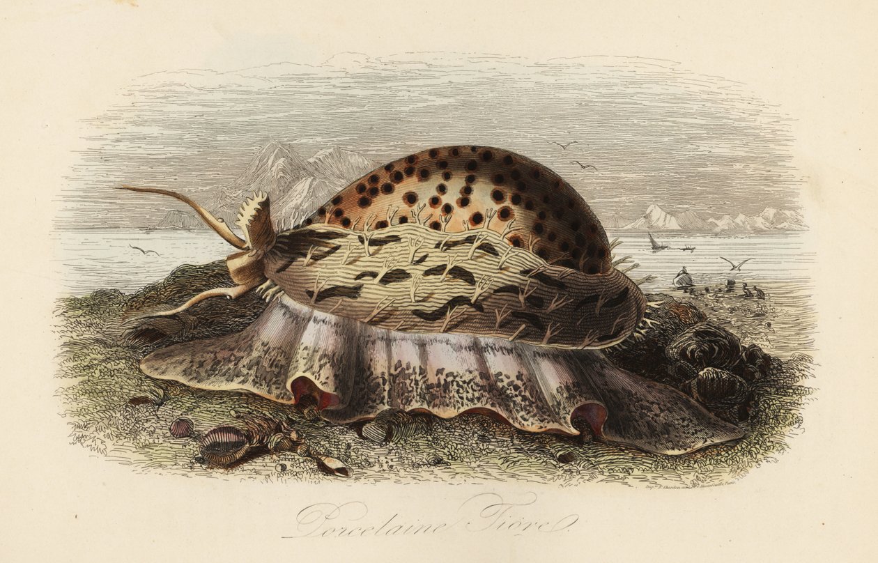 Tijgerkauri, Cypraea tigris door Adolph (after) Fries