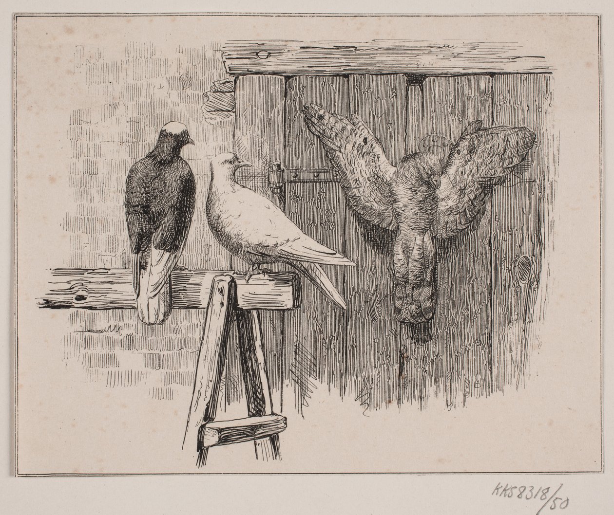 De duiven door Johan Adolph Kittendorff
