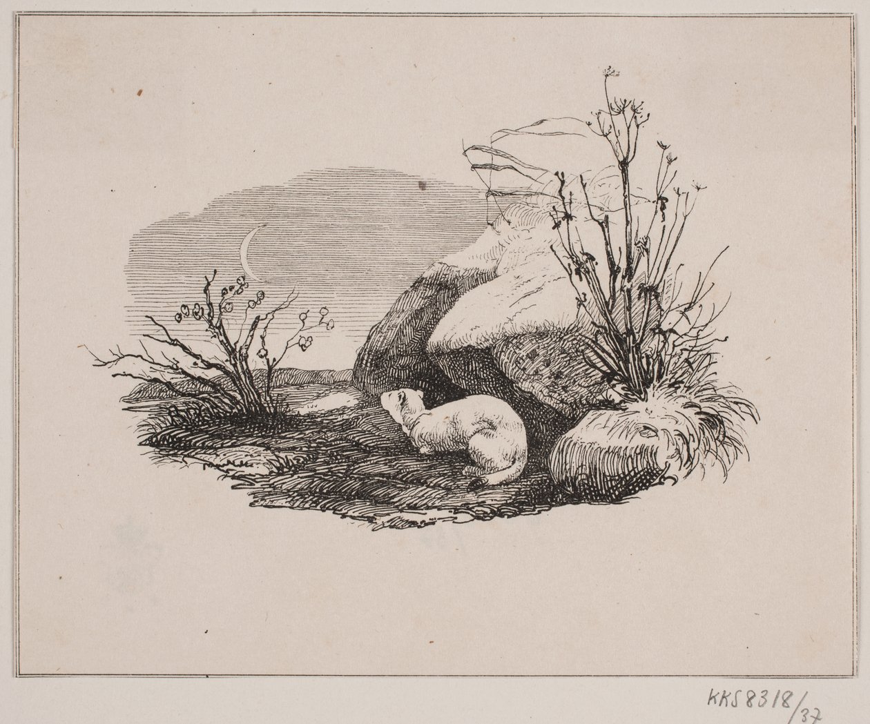 De dokterkat door Johan Adolph Kittendorff