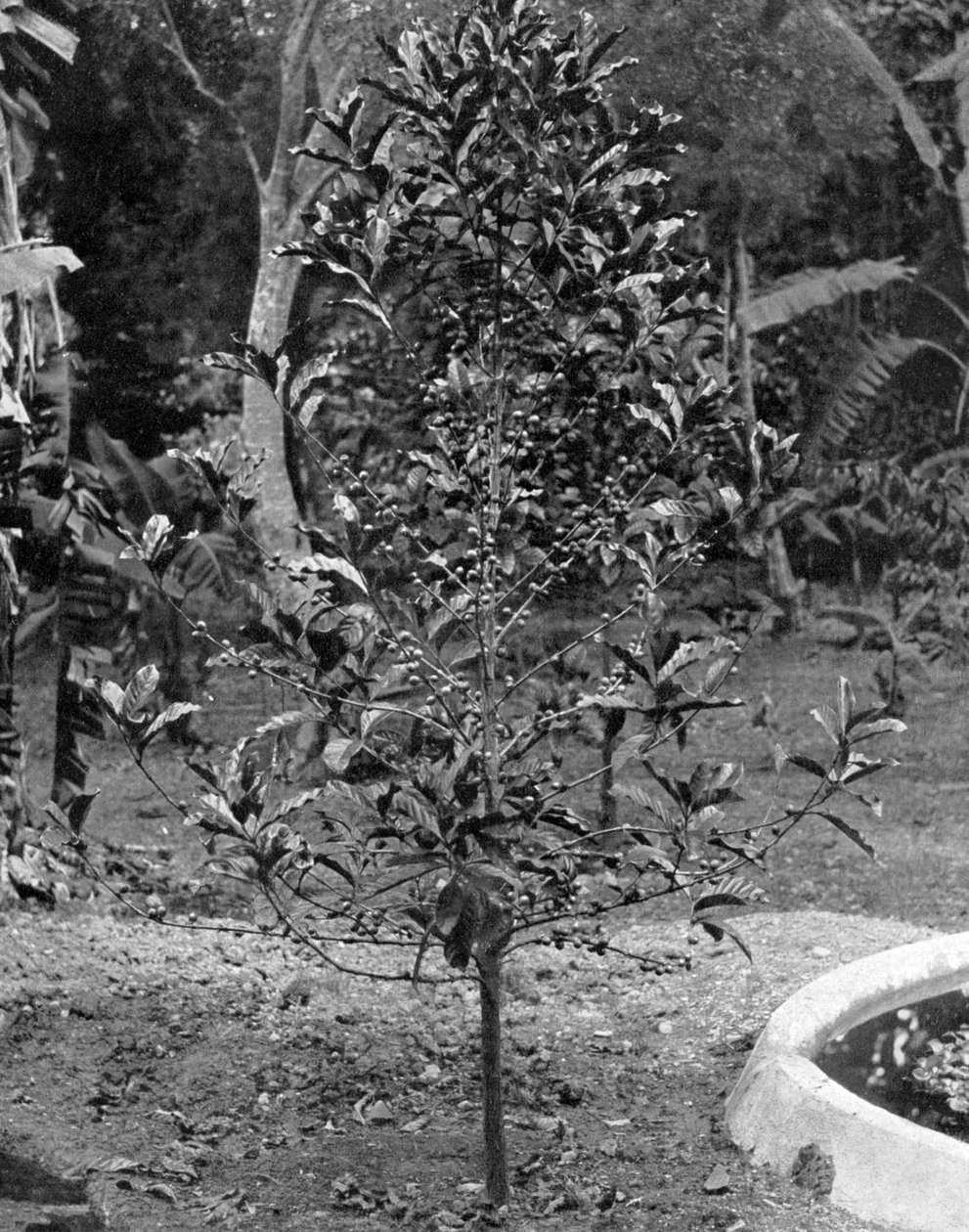 Koffieboom, Jamaica, ca. 1905 door Adolphe Duperly and Son