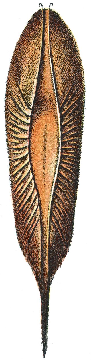 Eierkist van een Chimaera door Adolphe Philippe Millot