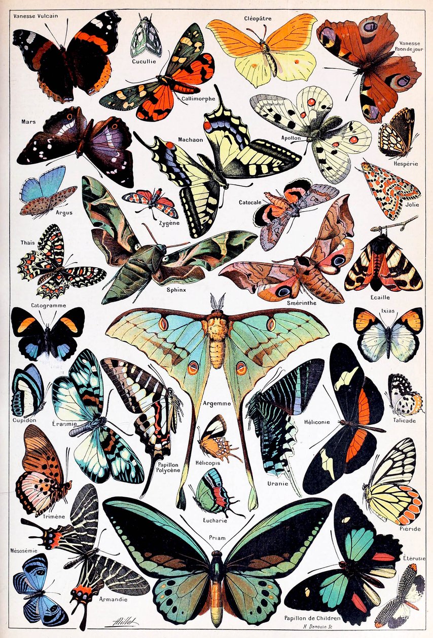 Illustratie van vlinders en motten ca. 1923 door Adolphe Philippe Millot
