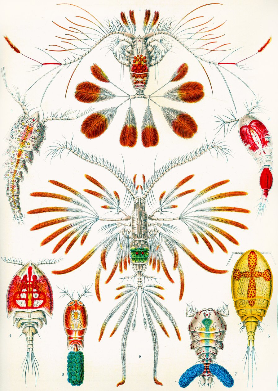 Illustratie van Copepoden, c.1909 door Adolphe Philippe Millot