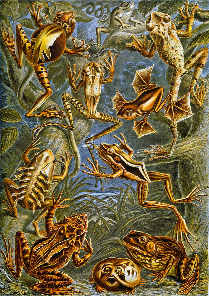 Illustratie van kikkers en padden, ca. 1909 door Adolphe Philippe Millot