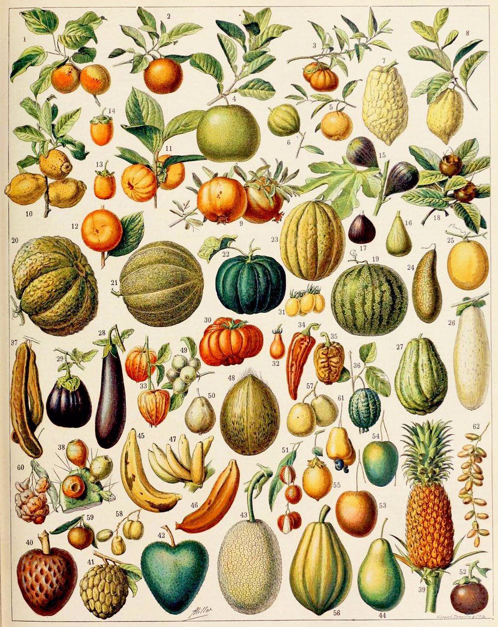 Illustratie van fruit, ca. 1923 door Adolphe Philippe Millot