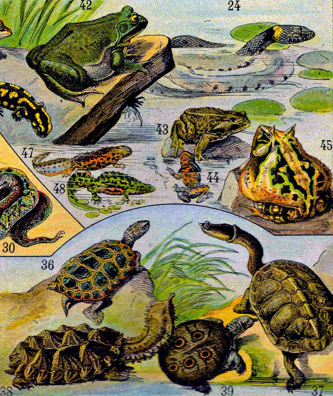 Illustratie van reptielen en amfibieën, ca. 1923 door Adolphe Philippe Millot