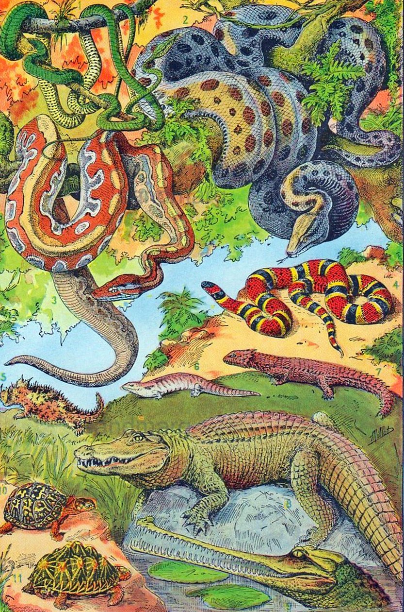 Illustratie van reptielen, ca. 1923 door Adolphe Philippe Millot