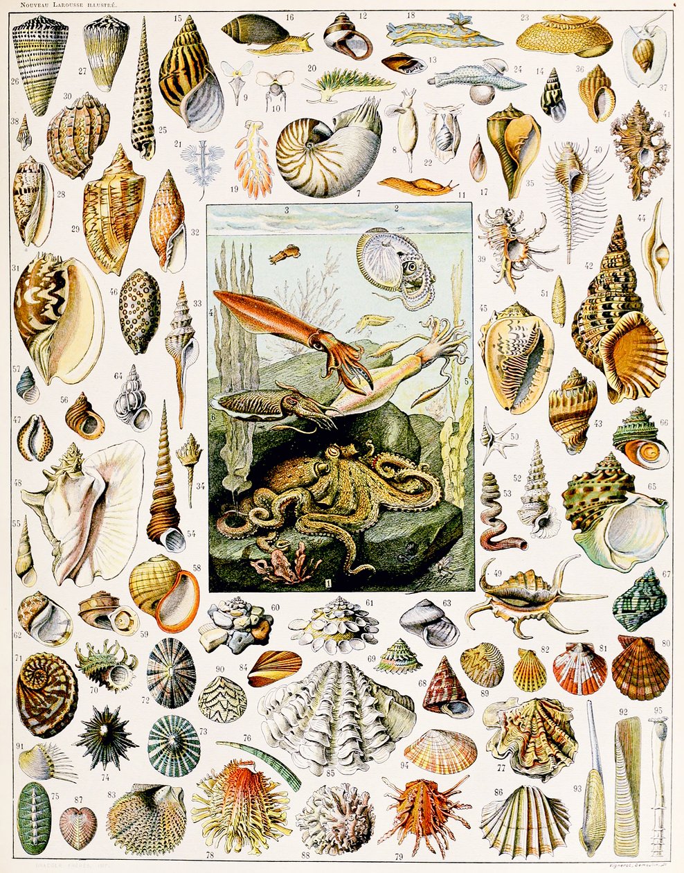 Illustratie van schelpen, ca. 1923 door Adolphe Philippe Millot