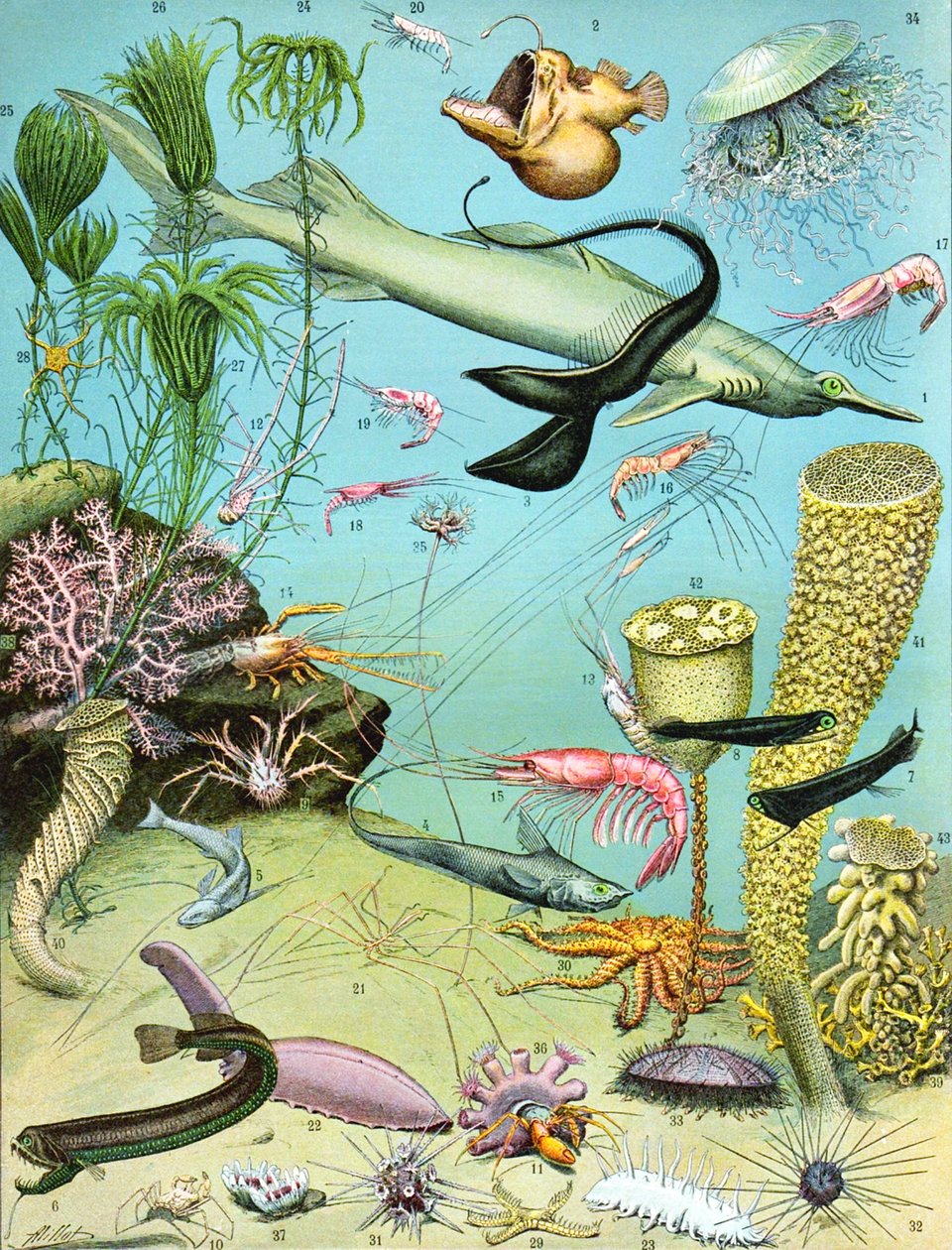 Illustratie van een diepwater-ecosysteem, ca. 1923 door Adolphe Philippe Millot