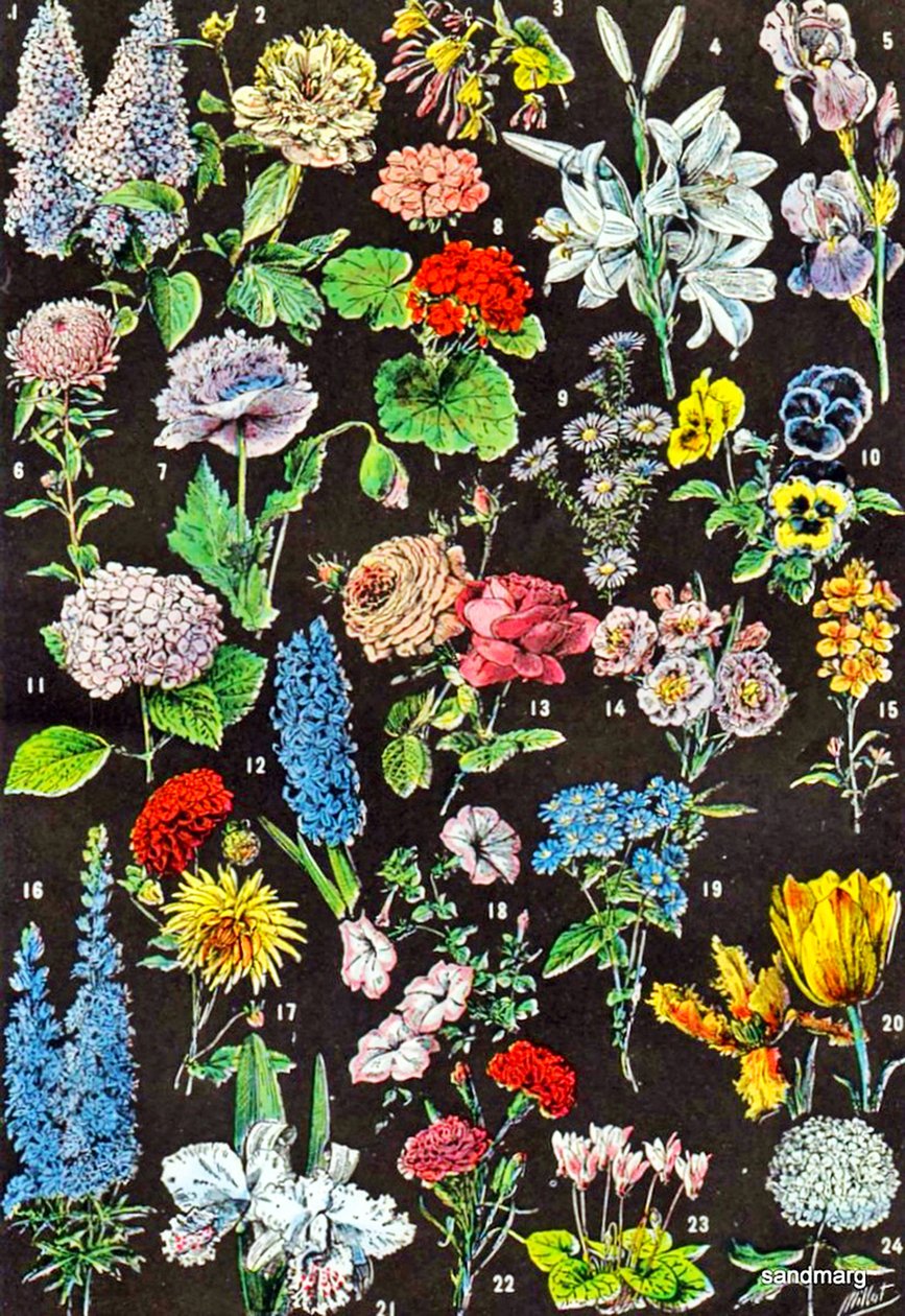 Illustratie van tuinbloemen, ca. 1923 door Adolphe Philippe Millot