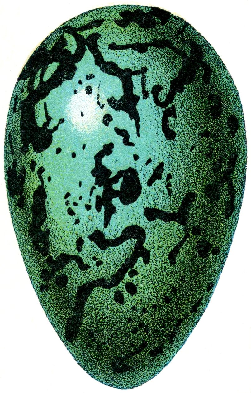 Ei van een Papegaaiduiker, 1923 door Adolphe Philippe Millot