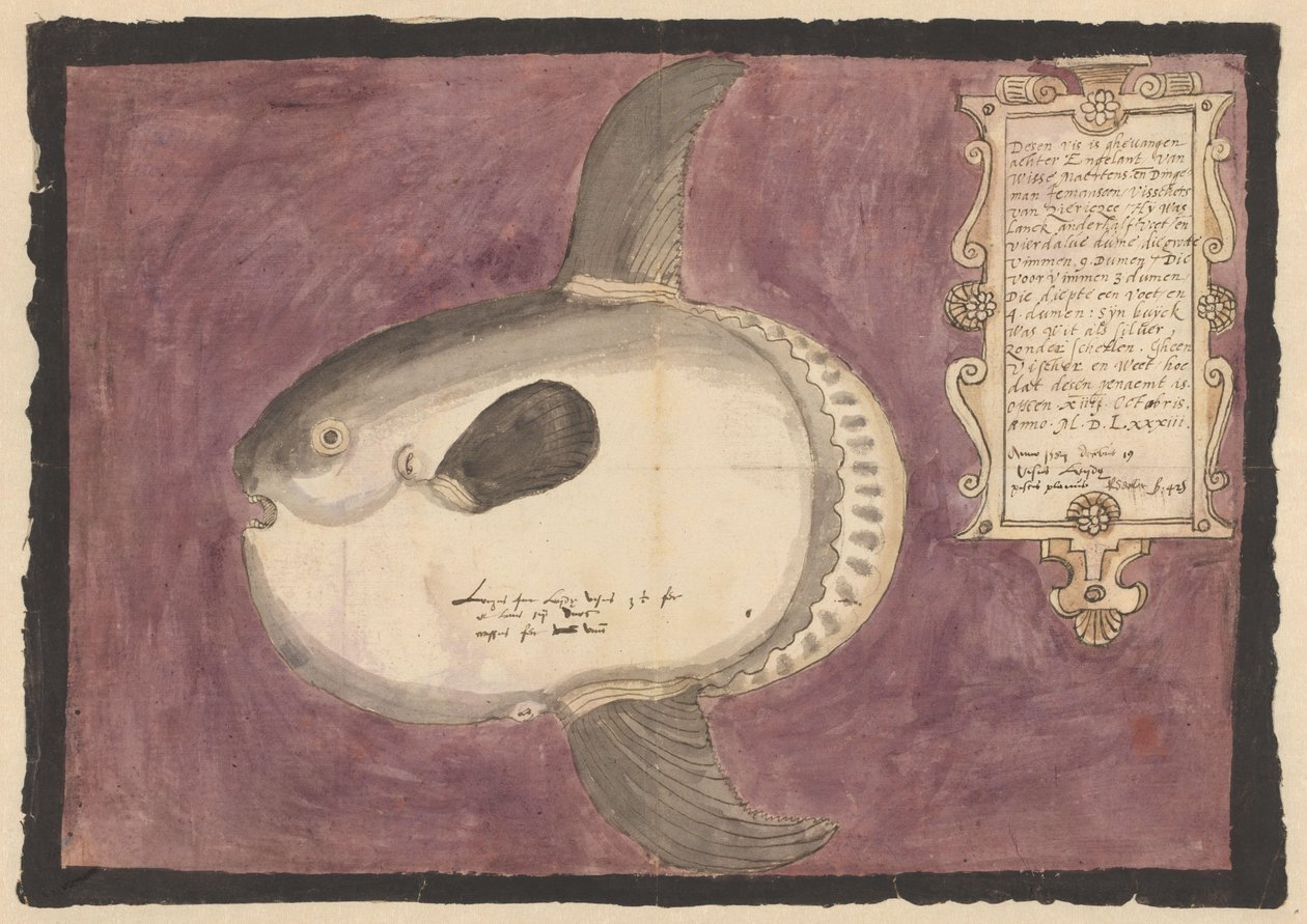 Zonnevis (Mola mola) door Adriaen Coenen