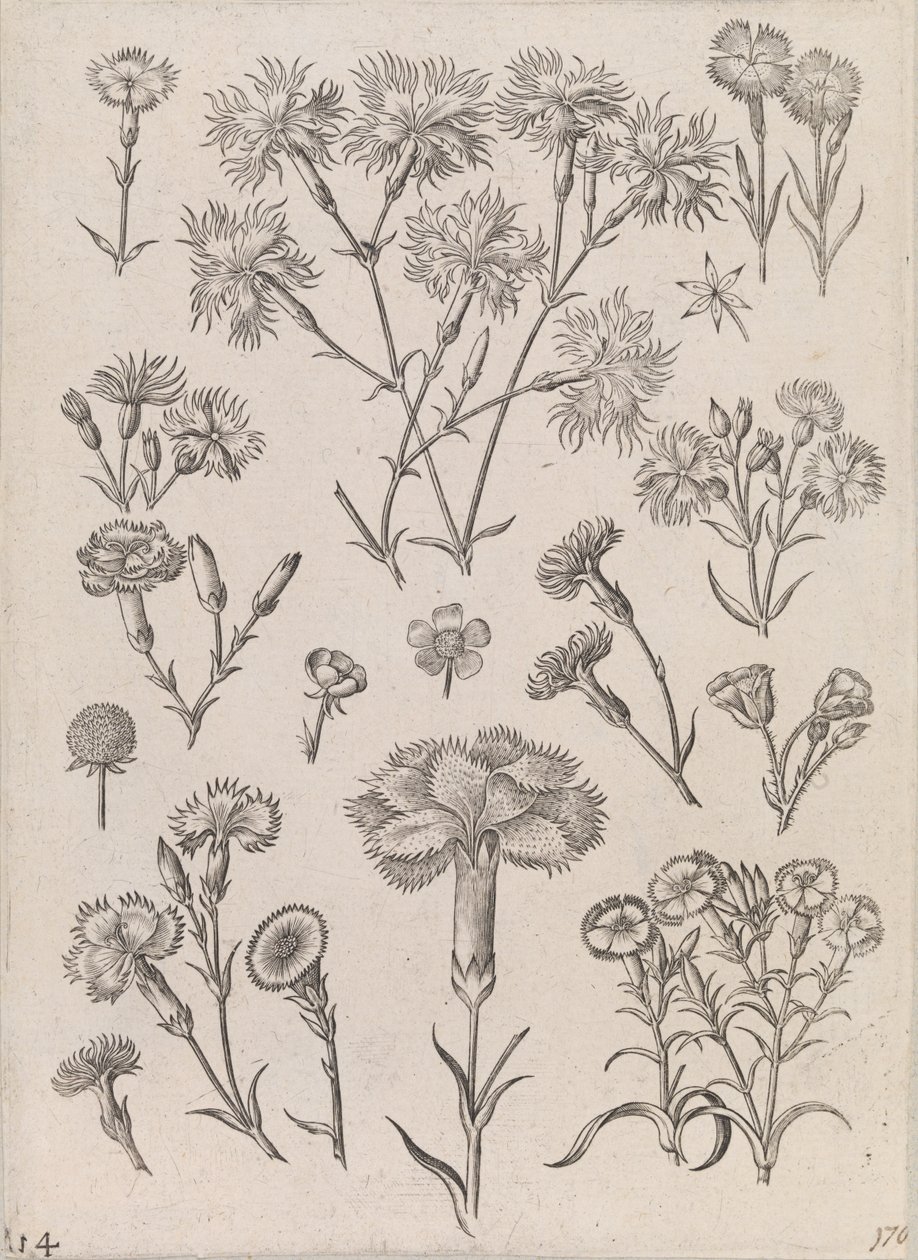 Narcissen door Adriaen Collaert