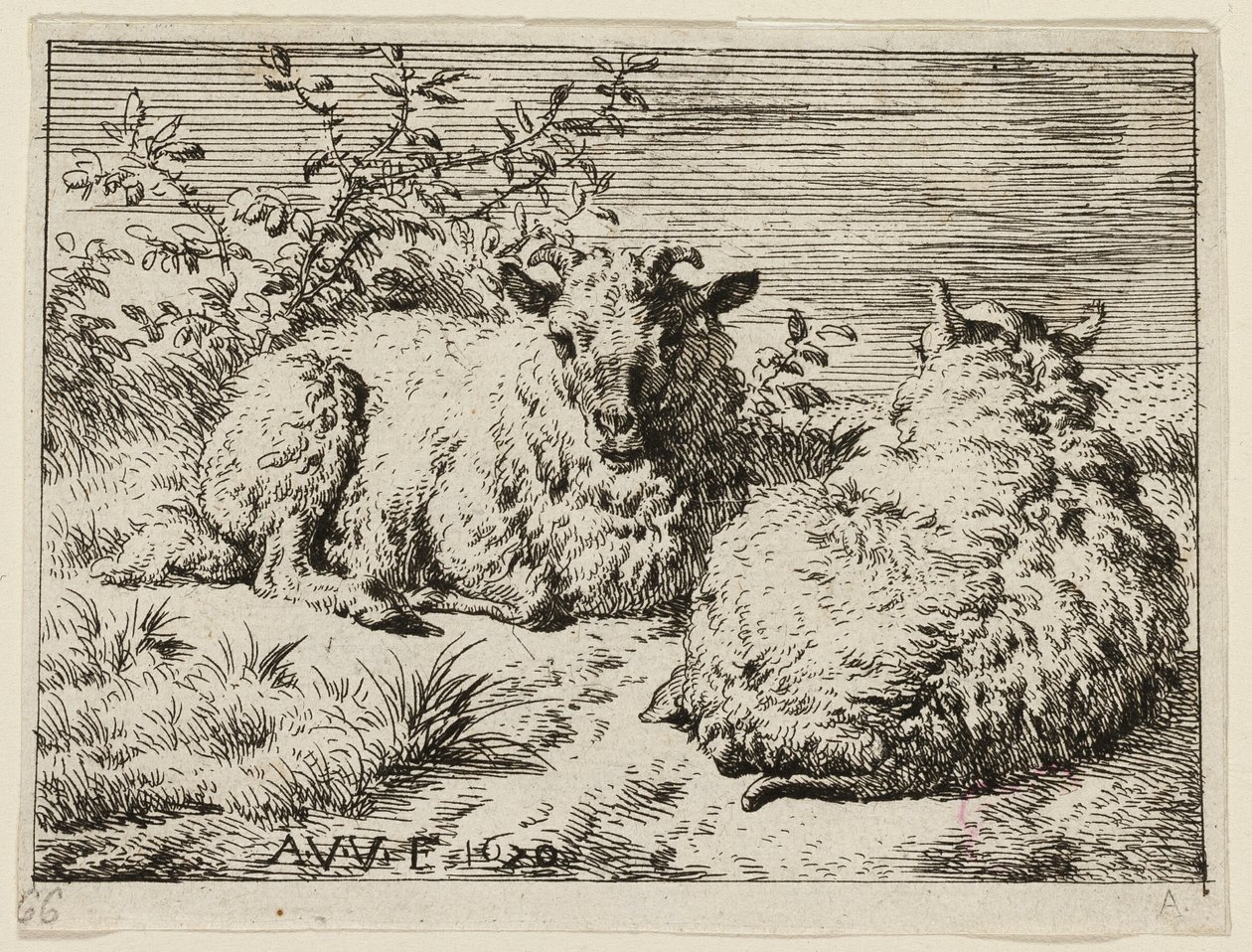 Twee schapen door Adriaen van de Velde