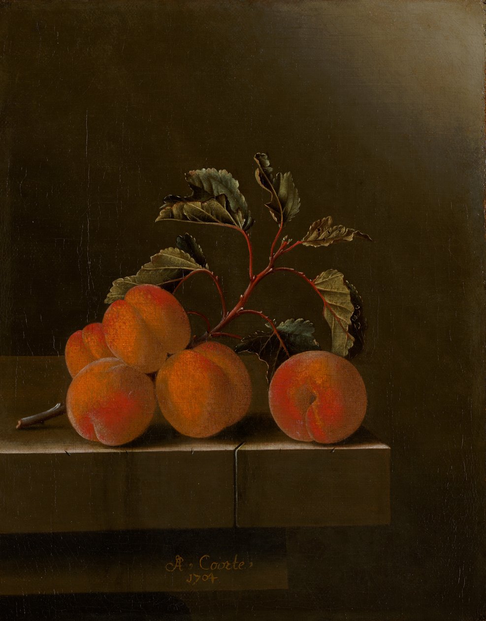 Stilleven met vijf abrikozen, 1704 door Adrian Coorte