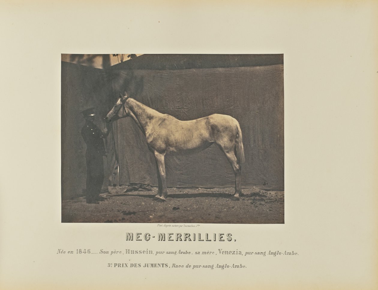 Meg-Merrillies door Adrien Alban Tournachon