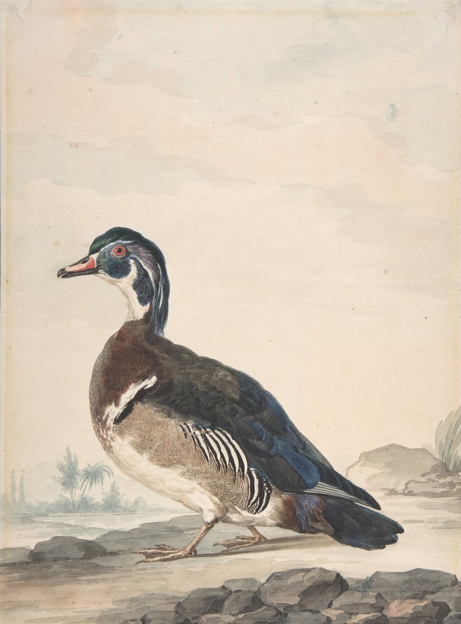 Een eend, 1725-92 door Aert Schouman