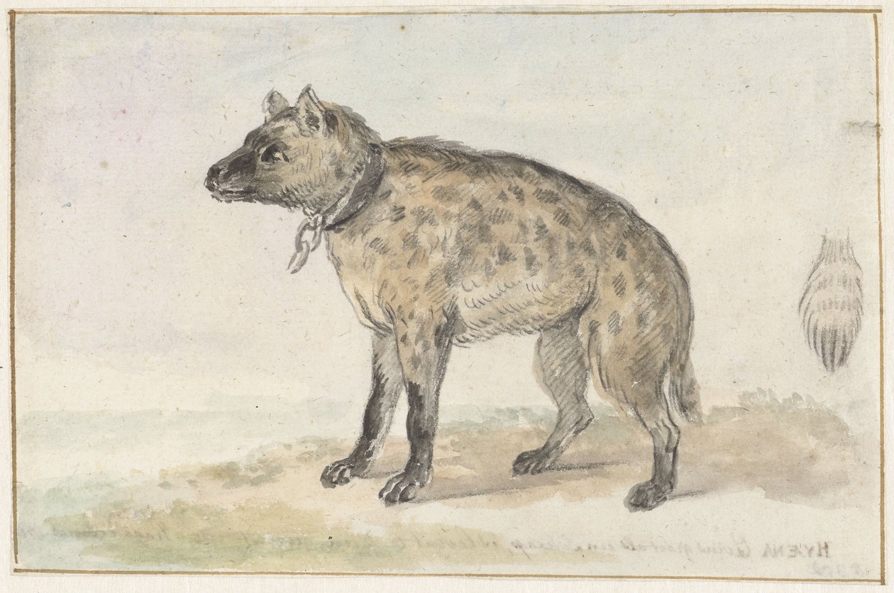 Gevlekte hyena door Aert Schouman