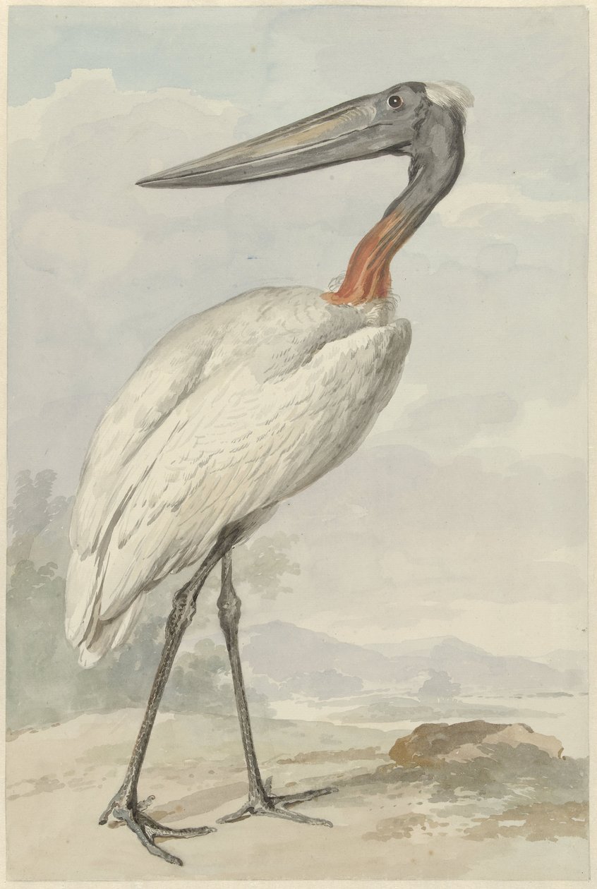 Jabiroe (Jabiroe mycteria) door Aert Schouman