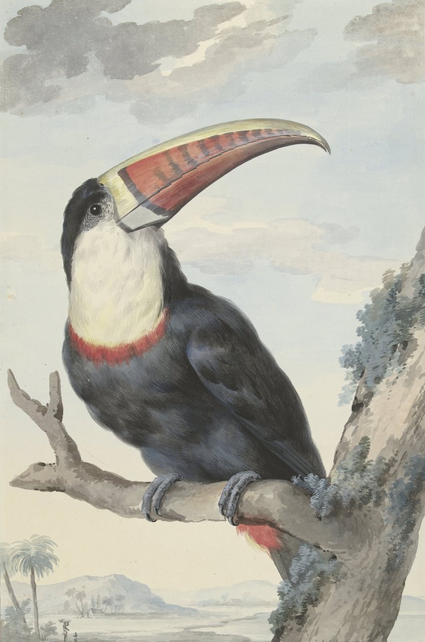 Roodbektoekan door Aert Schouman