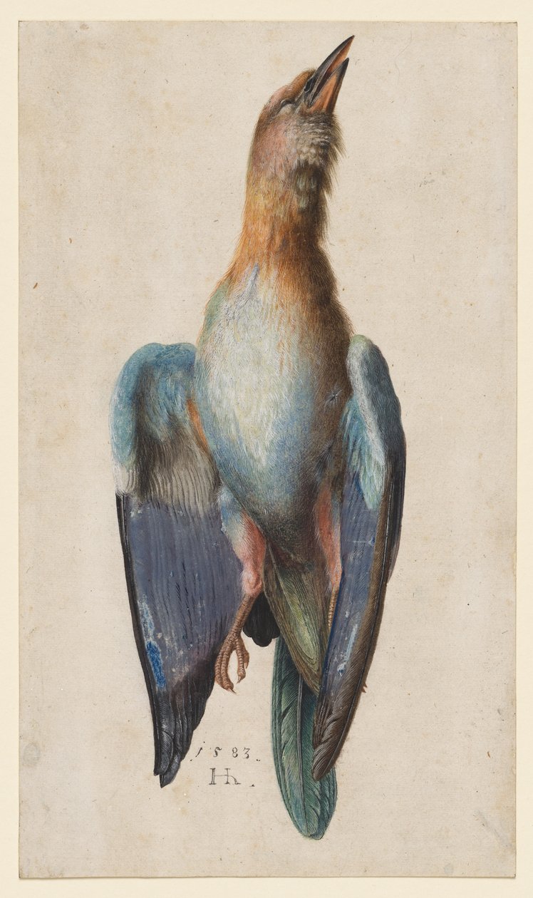 Dode Blauwe Roller door After Albrecht Dürer
