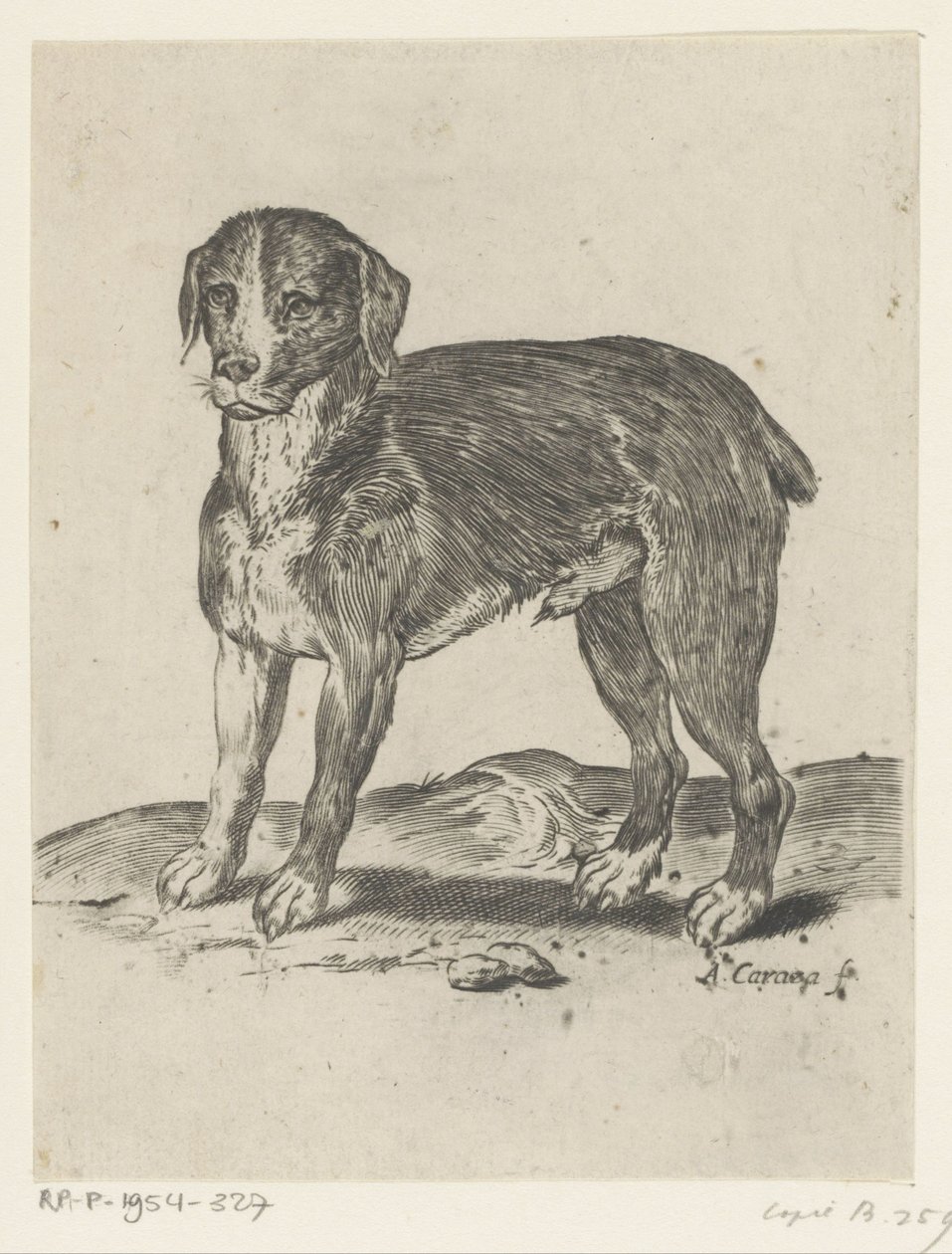 Staande hond door Agostino Carracci