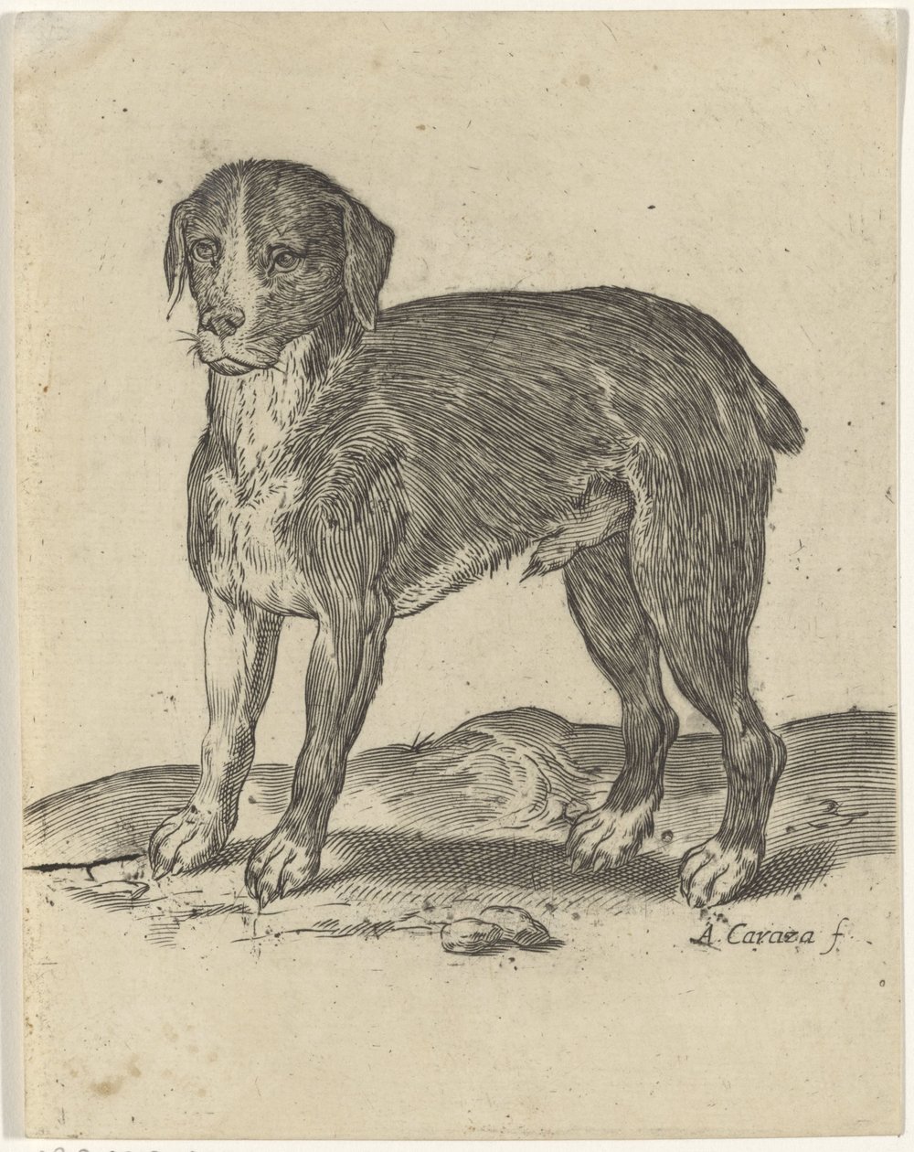 Staande hond door Agostino Carracci