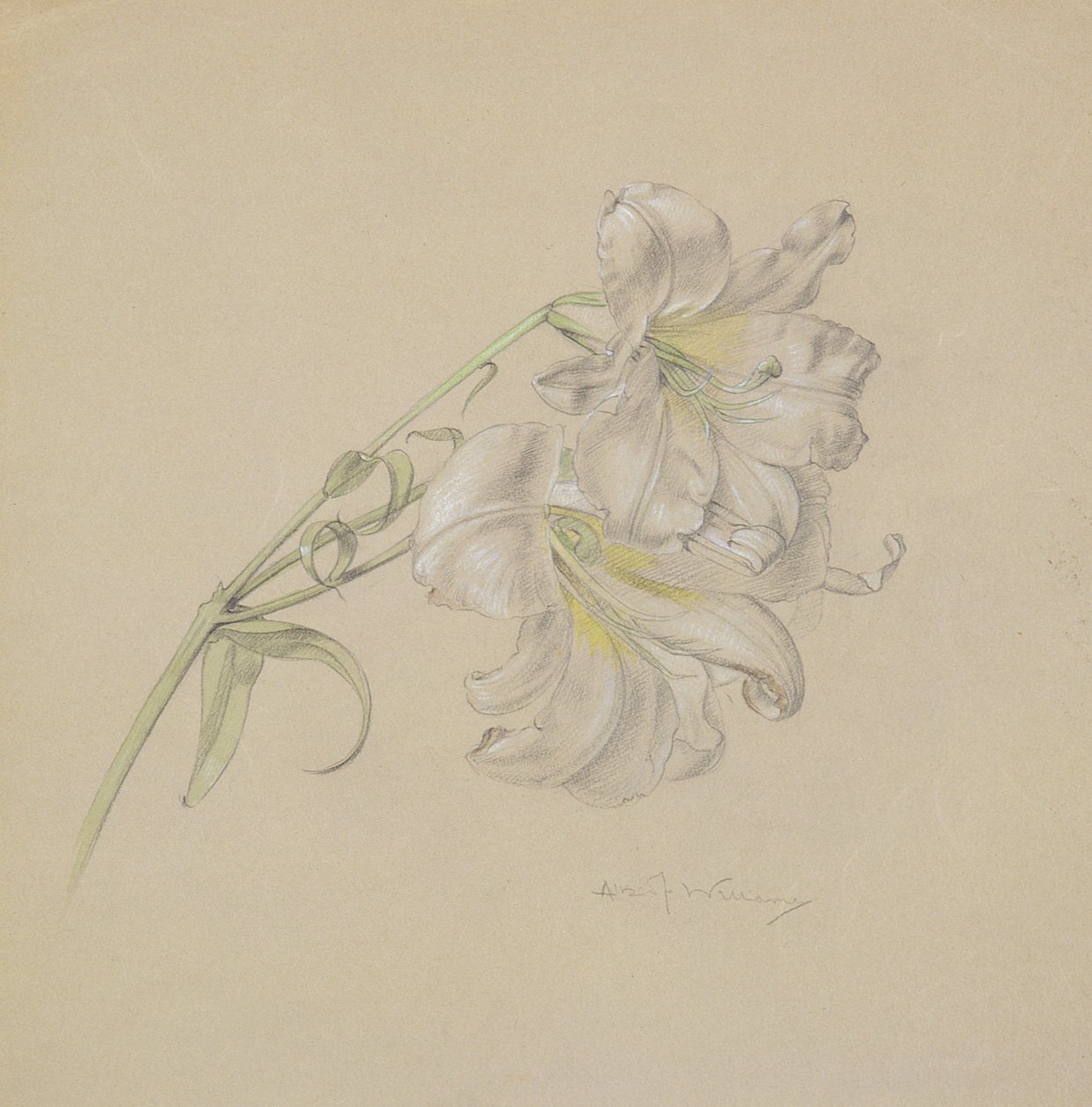 Lelie door Albert Williams