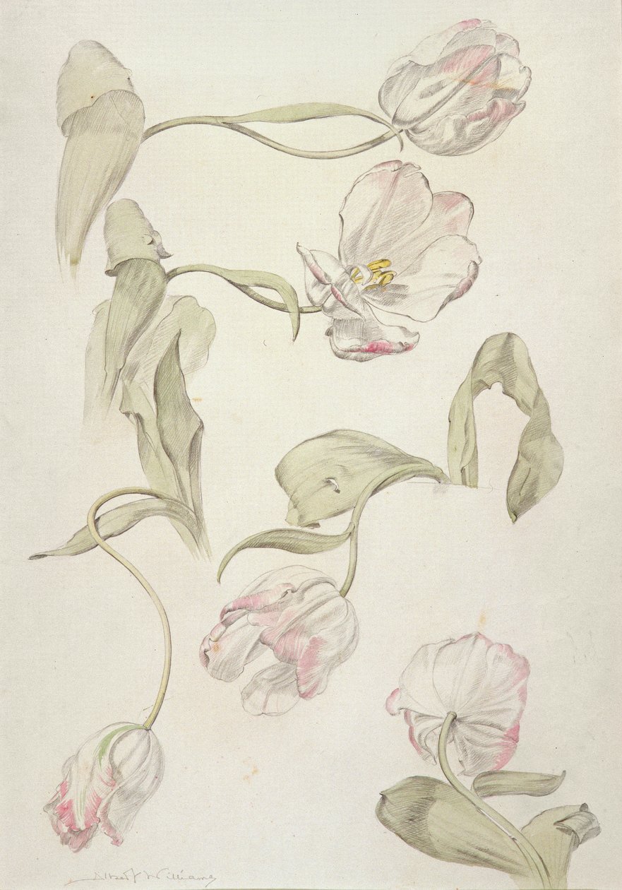 Tulpen door Albert Williams