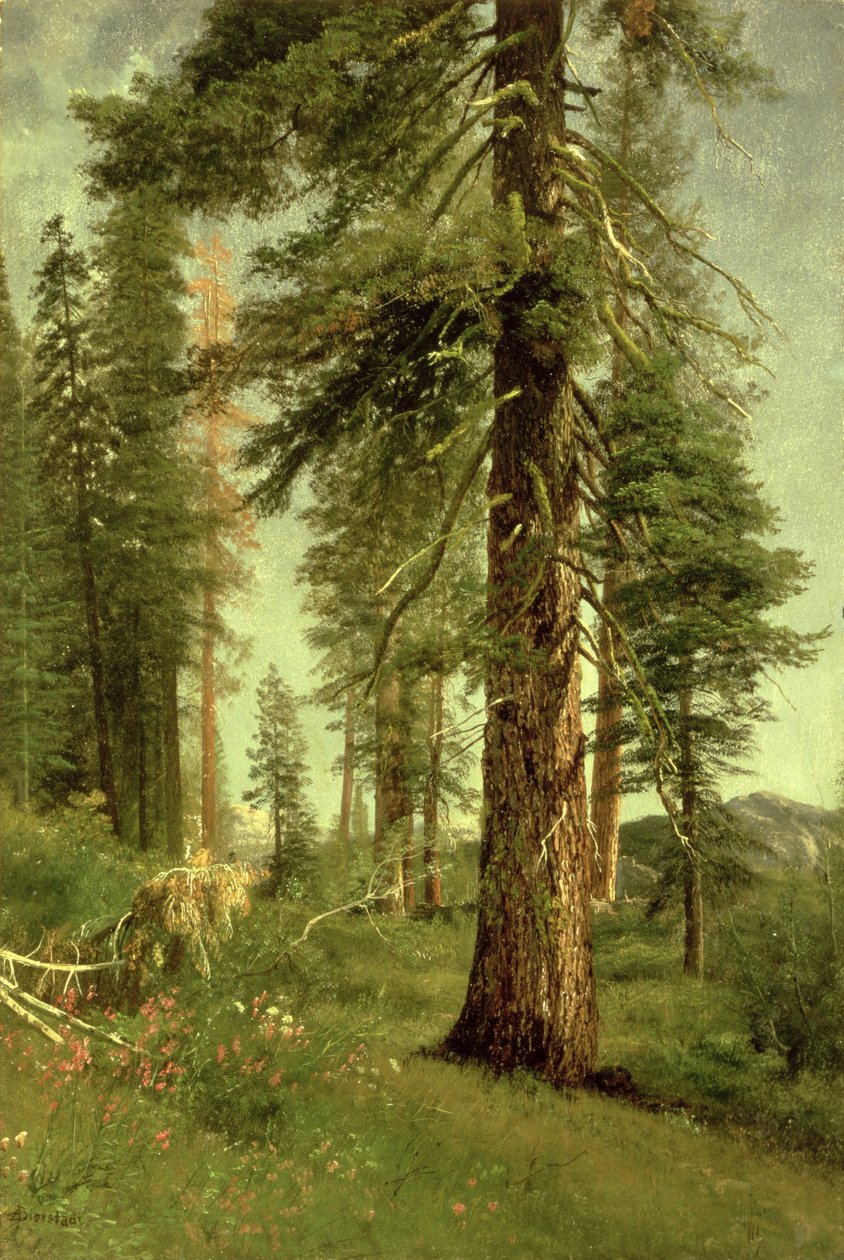 Californische sequoia