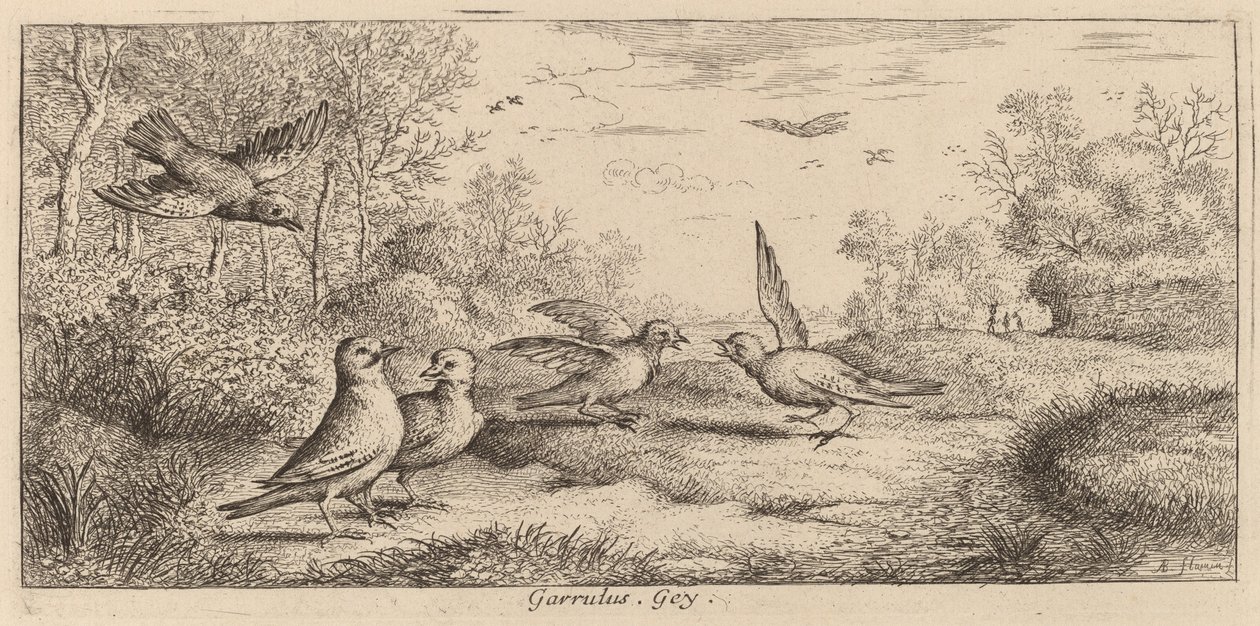 Garrulus, De Gaai door Albert Flamen