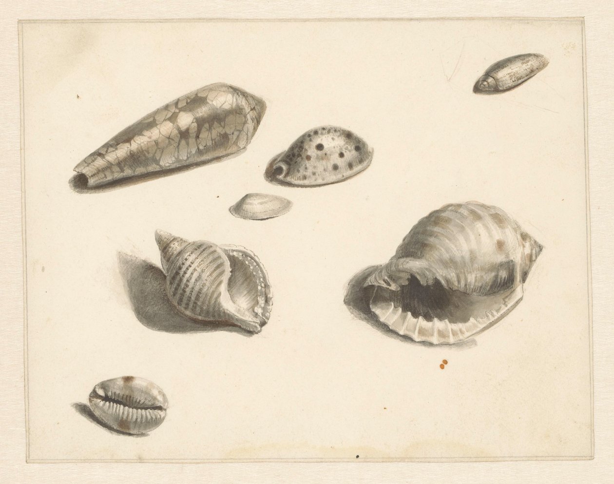 Studieblad met diverse schelpen door Albertus Steenbergen