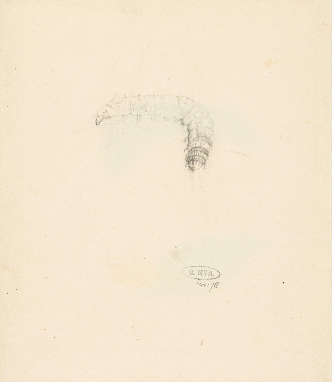 Studieblad met rups, Lasiocampa Quireifolia door Albertus Steenbergen
