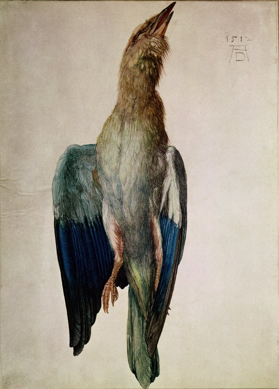 Blauwe Kraai, 1512 door Albrecht Dürer