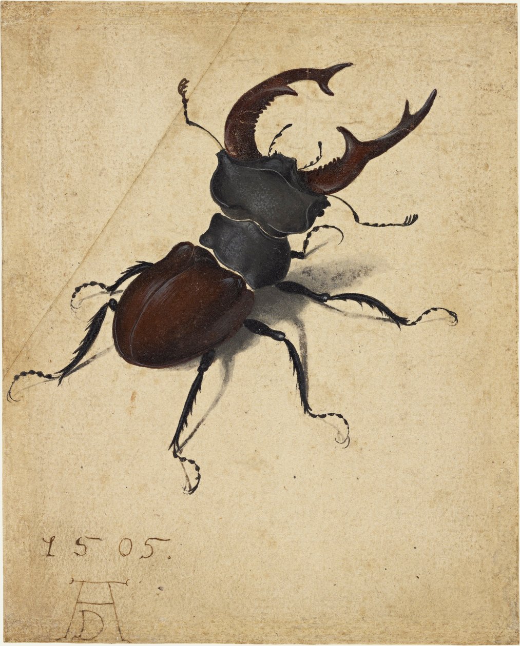 Hertkever door Albrecht Dürer