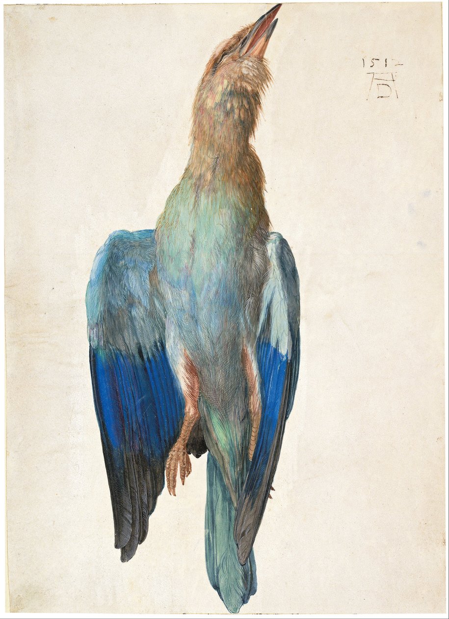 Oostenrijks Duits: Tote Blauracke Dode Bluebird door Albrecht Dürer