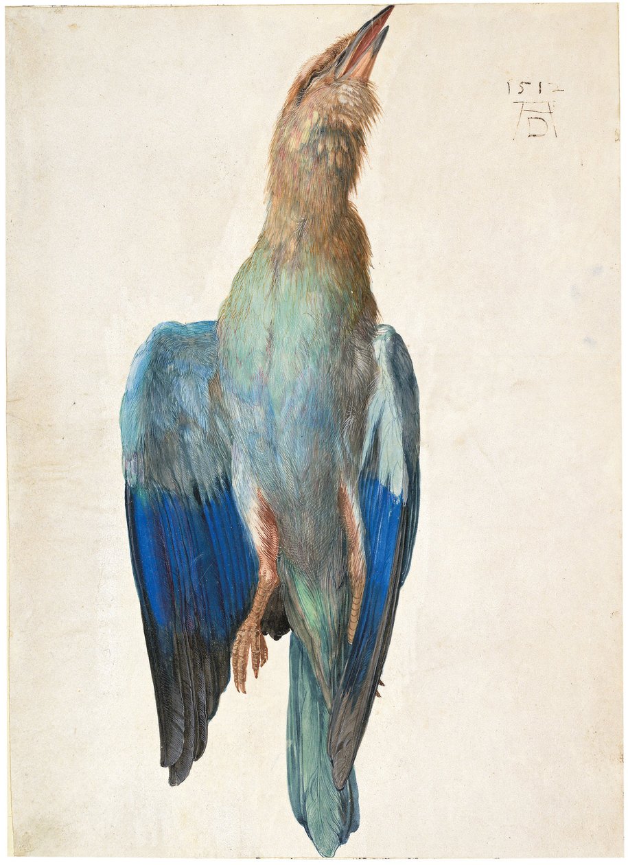 Dode Blauwe Roller, 1500 of 1512 door Albrecht Dürer